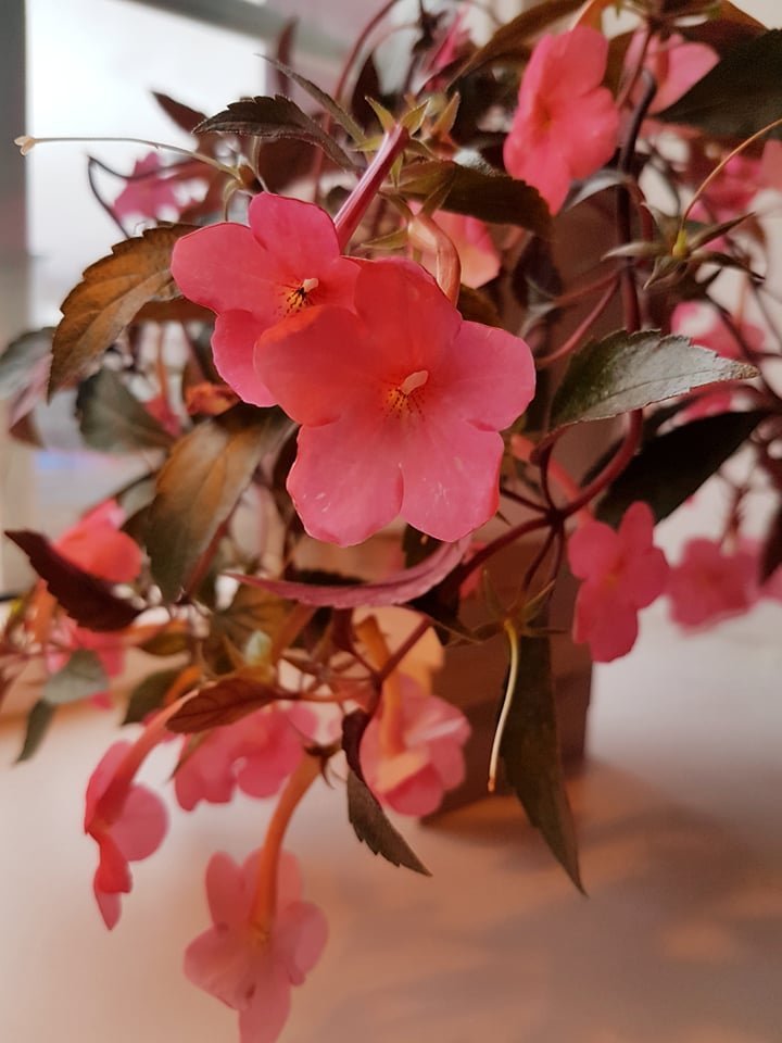 Bleikur dagur í Grunnskóla Fjallabyggðar