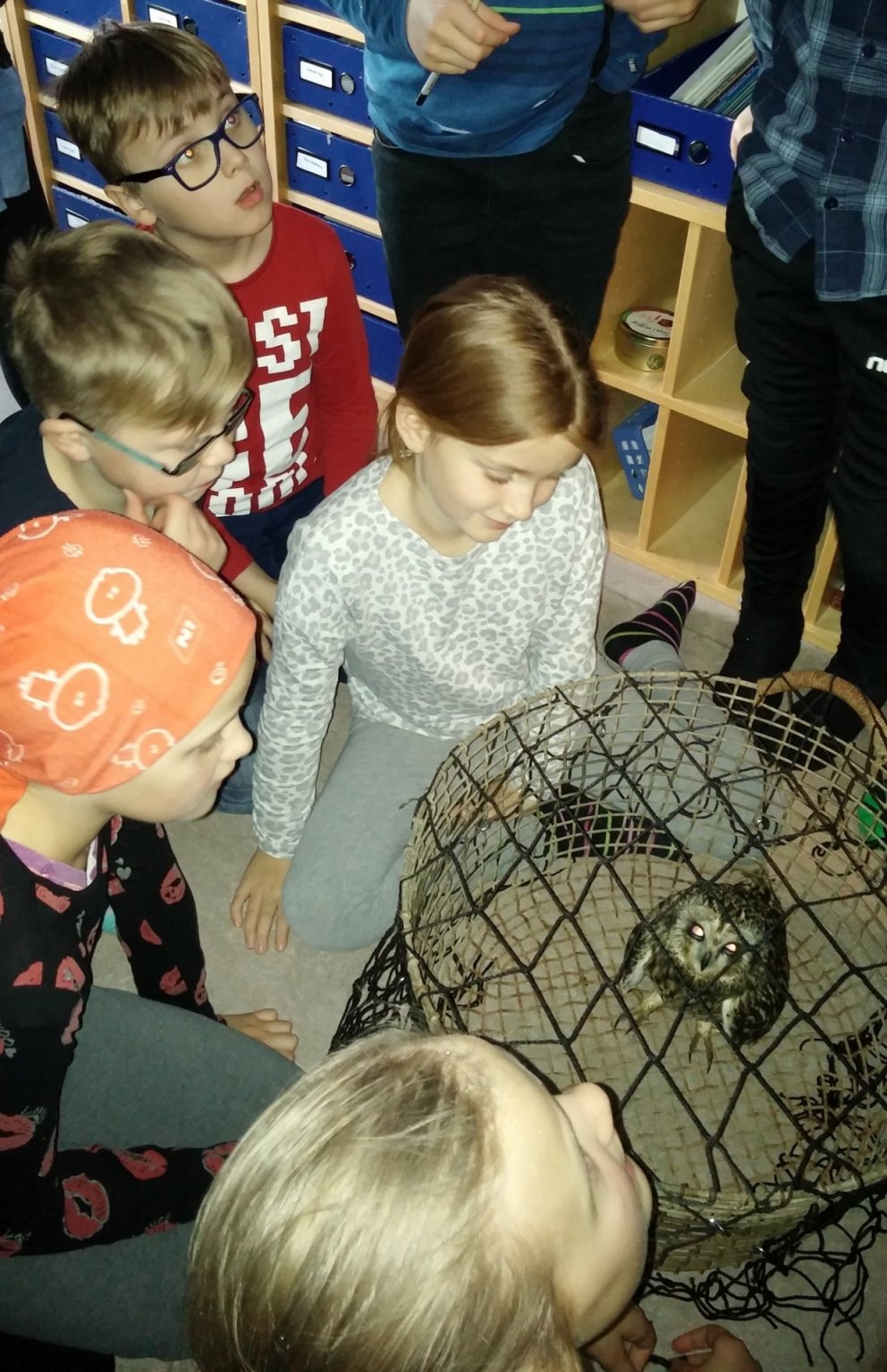 Náttúrufræðikennsla - brandugla í heimsókn