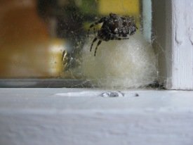 Óvenjulegir gestir í skólanum