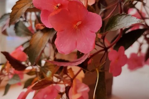 Bleikur dagur í Grunnskóla Fjallabyggðar