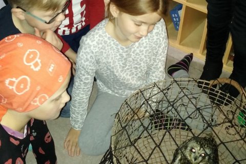 Náttúrufræðikennsla - brandugla í heimsókn