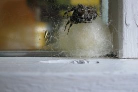 Óvenjulegir gestir í skólanum